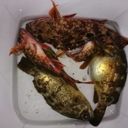 淡路島のロックフィッシュゲーム